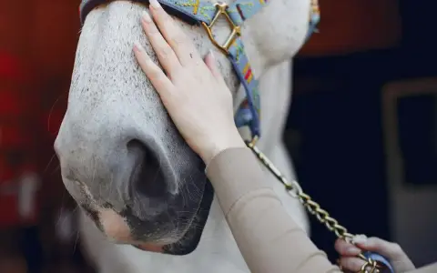 Main d'une personne caressant le museau d'un cheval gris, prêt pour le vermifuge cheval printemps.