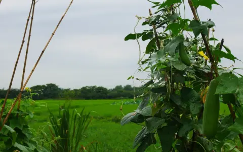 Una luffa pianta cresce rigogliosa su un supporto di bambù, con un campo verde sullo sfondo.