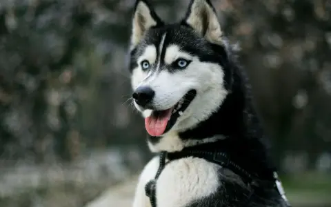 Piękny husky z niebieskimi oczami, z językiem na wierzchu. Czy husky jest agresywny? Ten pies wygląda na przyjaznego.