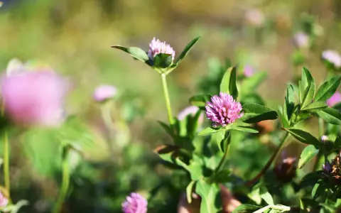 Fleurs de trèfle rouge éclatantes dans un champ verdoyant, baignées de soleil.