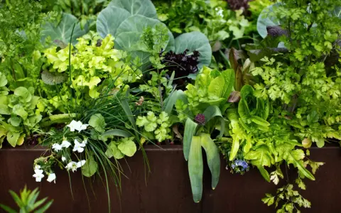 A lush garden bed overflowing with vibrant greens, including lettuce, cabbage, and cilantro companion plants, with delicate white flowers blooming.