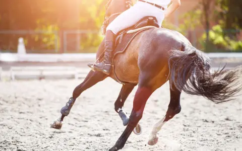 Vue arrière d'un cheval au galop, montrant son anatomie postérieure. Le cavalier est en selle, le soleil brille.
