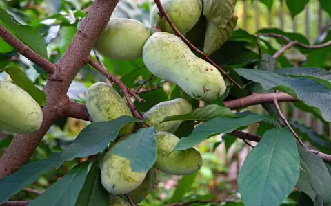 Pawpaw trees grow in the eastern United States, bearing clusters of oblong, green fruits on their branches.