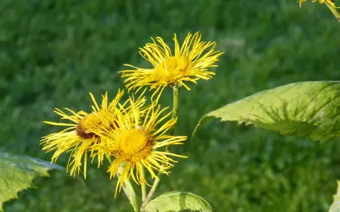 Gelbe Blüten des Alants, bekannt für ihre positive Alantwurzel Wirkung Lunge, blühen im satten Grün.