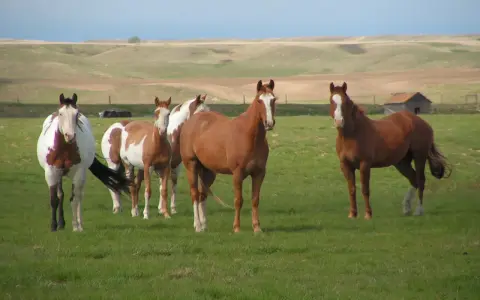 Cinq chevaux, dont un pie, paissent dans un **pâturage tournant** verdoyant sous un ciel clair. Au loin, des collines ondulantes et une vieille grange.