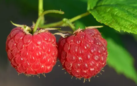 Jaki nawóz pod maliny na jesień, aby wzmocnić ich zimowanie?