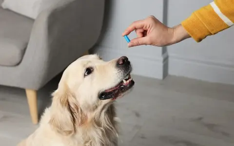 Pies golden retriever czeka na podanie leków przeciwzapalnych i przeciwbólowych.