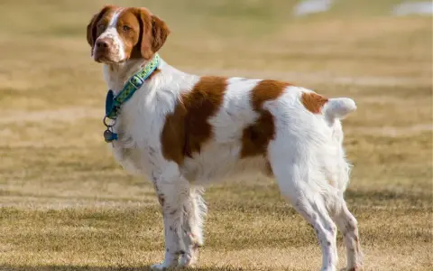 Épagneul Breton blanc et marron, un chien plein de vie, dont l'espérance de vie est longue.