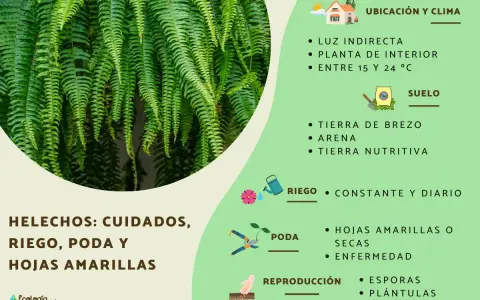 Helechos: cuidados, riego, poda y hojas amarillas. Consejos para mantener tus helechos sanos y frondosos.