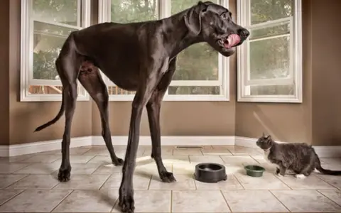 Un Dogue Allemand noir géant, peut-être le chien le plus grand du monde, lèche sa gueule à côté d'un chat gris.