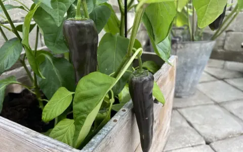 Mörka paprikor växer i en trälåda, ett bevis på att det går att odla paprika inomhus.
