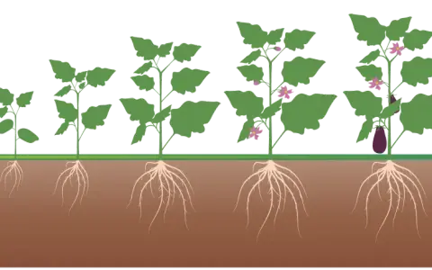 Fasi di crescita di una melanzana, dalla germinazione alla maturazione, con radici sviluppate. Un ottimo concime per melanzane favorisce questo processo.