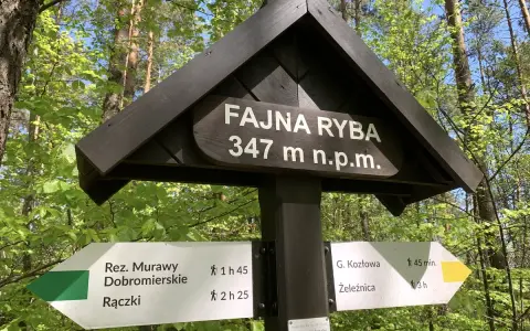 Drewniany drogowskaz w lesie z napisem "Fajna Ryba" 347 m n.p.m. Wskazuje szlaki turystyczne.