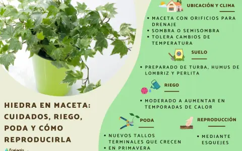 Planta de hiedra en maceta verde, con consejos de cuidado, riego, poda y reproducción.