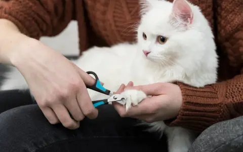 Person trimming a white cat's claws with nail clippers.