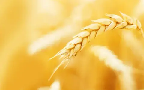 Spiga di grano dorata, materia prima per pellet di paglia per stufe, simbolo di calore naturale.
