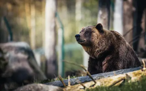 Brązowy niedźwiedź siedzi na powalonym drzewie. Pamiętaj, co zrobić jak spotkasz niedźwiedzia: zachowaj spokój i powoli się wycofaj.