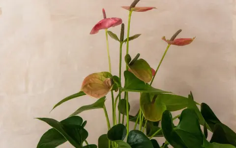 En vacker anthurium, även känd som rosenkalla, med sina karakteristiska blad och blommor. Observera att rosenkalla giftig.