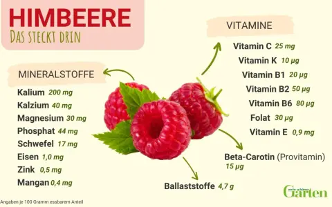 Himbeeren sind gesund! Sie enthalten viele Vitamine wie C, B1, B2, B6, Folat, E und Beta-Carotin, sowie Mineralstoffe und Ballaststoffe.