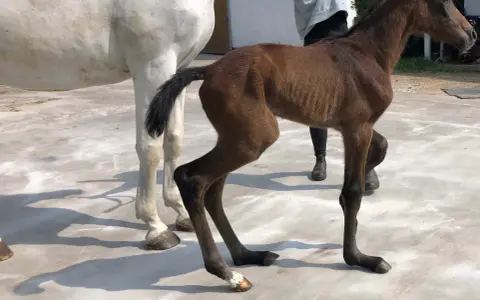Un poulain brun, tout juste né, se tient maladroitement sur ses longues pattes. Son pied avant gauche semble légèrement déformé, un détail qui ne l'empêche pas de découvrir le monde.