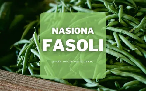 Duża ilość zielonych strąków fasoli, idealnych do wysiewu. Nasiona fasoli z pewnością obrodzą w Twoim ogrodzie.