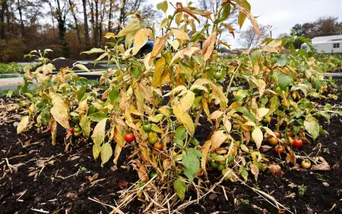 Pieds de tomates en fin de saison, certains fruits encore verts ou rouges. Que faire des pieds de tomates en fin de saison ?