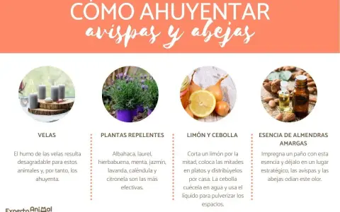 Consejos para ahuyentar avispas: usa velas, plantas como lavanda, limón y cebolla, o esencia de almendras amargas.