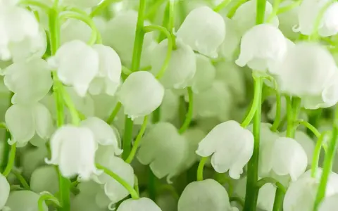 Un bouquet de muguet blanc, prêt à être planté, avec ses clochettes délicates et son parfum printanier.