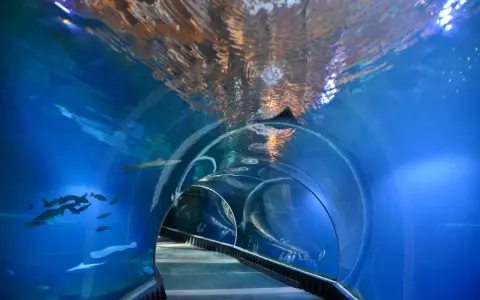 Podwodny tunel w akwarium, gdzie pływają ryby i rekiny. Niezwykłe wrocławskie atrakcje dla dorosłych, które przenoszą w morskie głębiny.