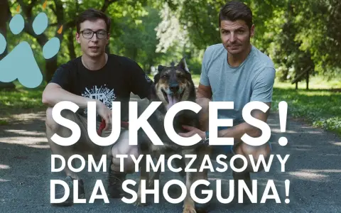 Dwóch mężczyzn i pies w parku. Napis "SUKCES! DOM TYMCZASOWY DLA SHOGUNA!" sugeruje udaną adopcję.