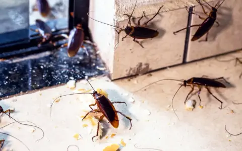 Varias cucarachas merodean en un rincón, un vistazo a como se reproducen las cucarachas y su rápida proliferación.