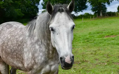 Un magnifique cheval Connemara, de taille moyenne, au pelage gris moucheté, se tient dans un pré verdoyant.