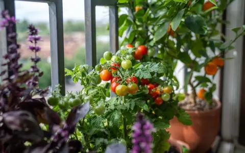 Un rigoglioso orto in terrazzo con pomodorini maturi e verdi, basilico viola e un piccolo albero di agrumi.