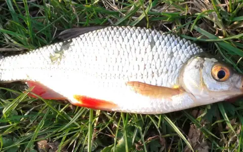 Płoć i wzdręga leżą na trawie. Płoć ma srebrzyste łuski i czerwone płetwy. Wzdręga jest podobna, ale ma bardziej pomarańczowe płetwy.