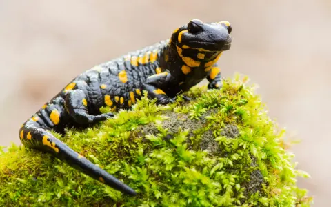 Czarny salamander plamisty z żółtymi cętkami, symbol Tatrzańskiego Parku Narodowego, siedzi na omszałym kamieniu.