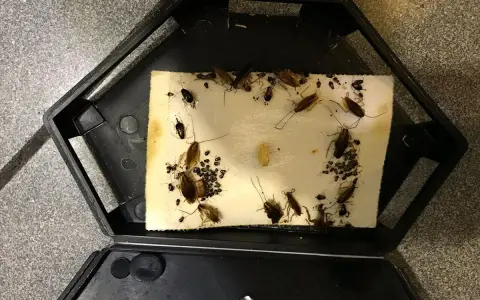 Trampa para cucarachas con varias capturadas, incluyendo una cría de cucaracha.