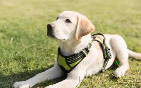 Obroża czy szelki dla labradora - co wybrać dla bezpieczeństwa psa?