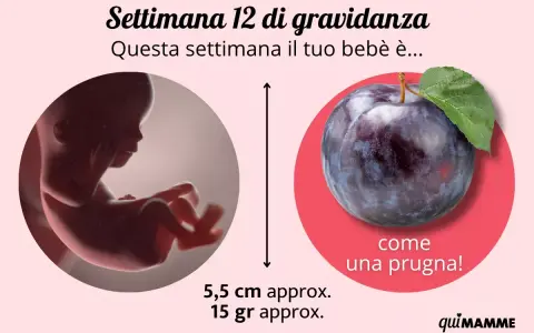 Il tuo bebè, a 12 settimana di gravidanza, è grande come una prugna, lungo circa 5,5 cm e pesa 15 grammi.