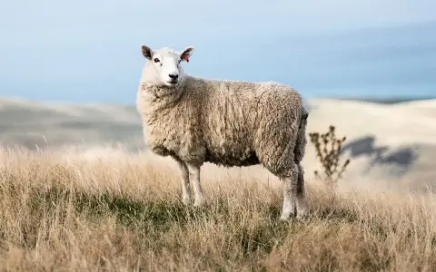Une brebis à la toison épaisse se tient dans un champ d'herbes sèches. Sa laine merinos, c'est quoi ? Une fibre douce et chaude, idéale pour les vêtements.