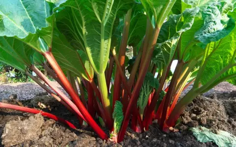 Vibrant red rhubarb stalks emerge from rich soil, showing where to plant rhubarb for a bountiful harvest.