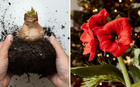 Amaryllislök i jord, redo att planteras. Bredvid en vacker röd amaryllisblomma, som visar hur vattnar man amaryllis för att få den att blomstra.