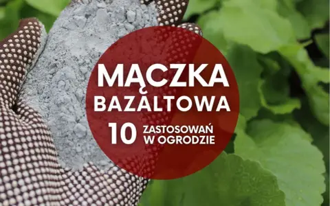 Ręka w rękawicy ogrodniczej trzyma mączkę bazaltową. Czerwone koło z napisem "Mączka bazaltowa - 10 zastosowań w ogrodzie" na tle zielonych liści.