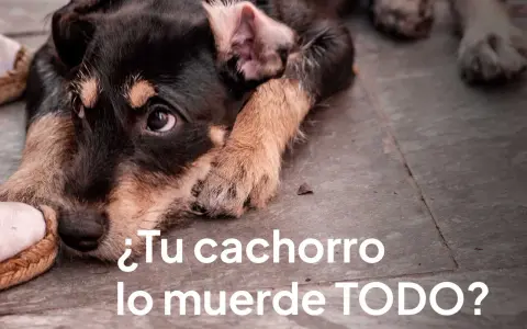 Un cachorro con mirada triste muerde un zapato. ¿Tu cachorro lo muerde todo y es muy inquieto?
