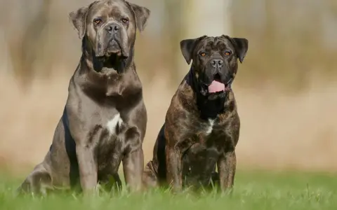 Deux chiens de garde au regard intense, l'un gris, l'autre bringé, assis dans l'herbe.