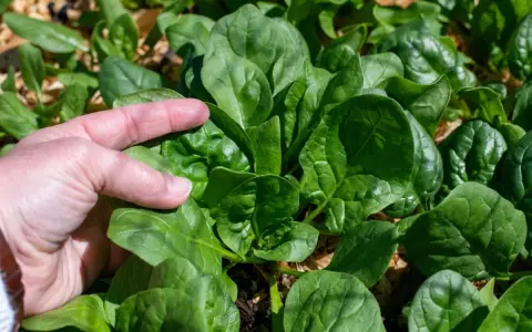 A hand gently touches lush, green spinach leaves, showcasing the success of how to grow spinach from seed.