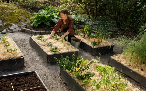 Kvinna planterar i upphöjda bäddar med mullrik jord och halm. Odling av jordgubbar, kål och blommor.