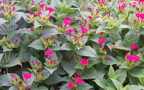 Plante vivace aux fleurs roses éclatantes, elle fleurit de mai à octobre, offrant un spectacle coloré.
