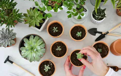 Hände pflanzen kleine Sukkulenten in Töpfe. Mehrere Sukkulenten und Gartengeräte sind auf dem Tisch verteilt, bereit, Sukkulenten zu vermehren.