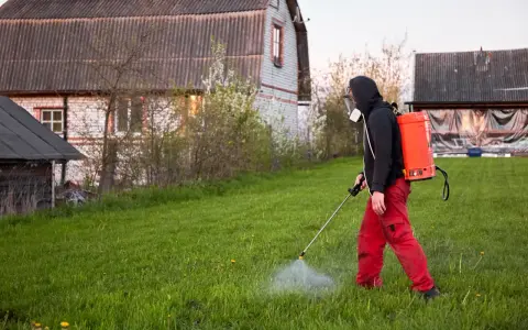 Mężczyzna w masce i czerwonych spodniach opryskuje trawnik, dbając o to, kiedy opryskiwać chwasty na trawniku, by uzyskać najlepsze efekty.