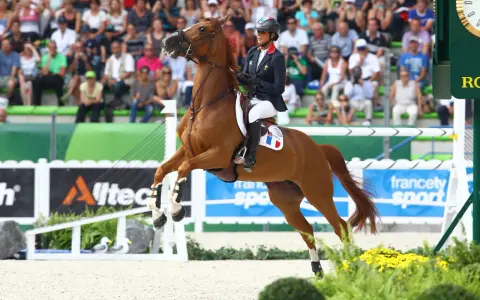 Une cavalière française, tel un papillon, s'envole avec son cheval au-dessus d'une barrière. La flora de mariposa, ici représentée par des fleurs jaunes, borde la piste.
